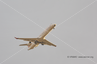 Avion Civil 5
