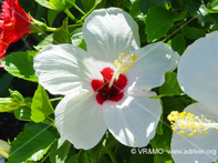 Flor 12