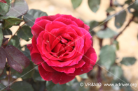 Flor 36