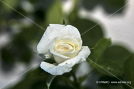Flor 40