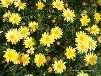 Flor 47