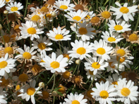 Flor 50