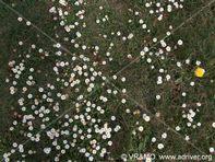 Flor 55