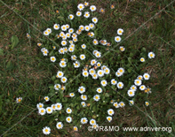 Flor 56