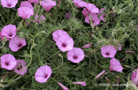 Flor 6