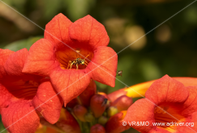 Flor 65