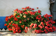 Flor 71