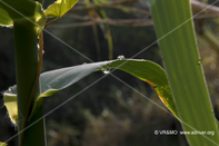 Flor 8