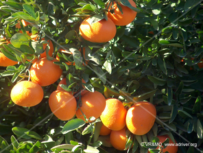 Fruta 2