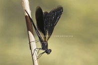 Insecto 5