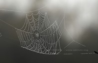 Insecto 1
