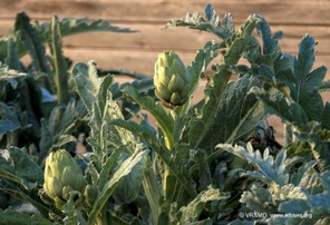 Vegetal 5
