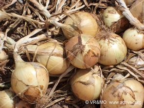 Vegetal 4